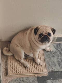 Female Pug