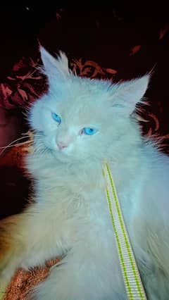 Persian