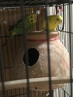 Active budgies Pairs for sale