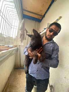 black German shepherd