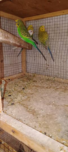 Australian breeder pair