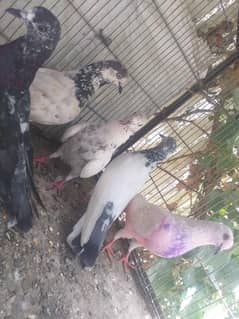 Patti waly kabooter for salw