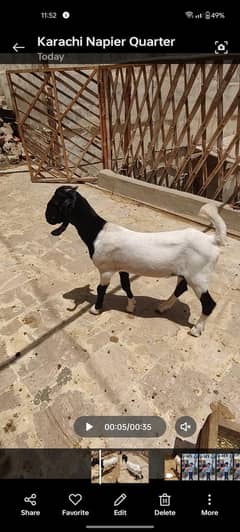 goat