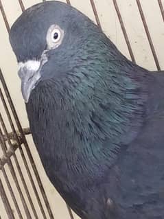 rampuri pair