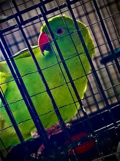 Mittu for Sale