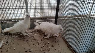 frillback frill back pure yellow eyes  pigeon fancy kabootar kabotar
