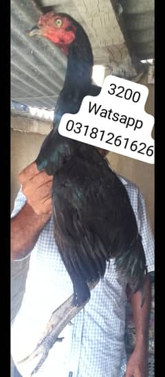 Aseel