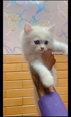 Persian