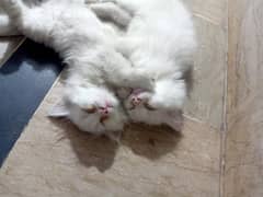 parchen kitten