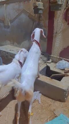 Spotless Gulabi path age 7 month