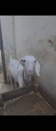 Spotless Gulabi path age 7 month