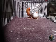 half Orange pair