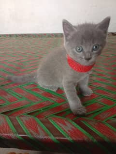 Persian