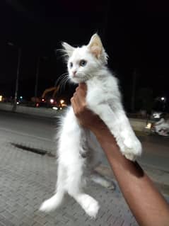 Persian Kitten - Triple Coated - Doll Face - 03104255076