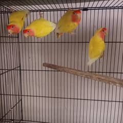 Common Lutino Breedar pairs