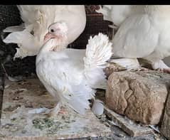 White American Self Chick for sale