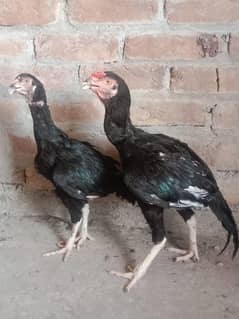 aseel pair ha . age almost 1 sal ha