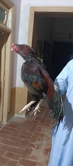 amroha miawali cross aseel male bird for sale