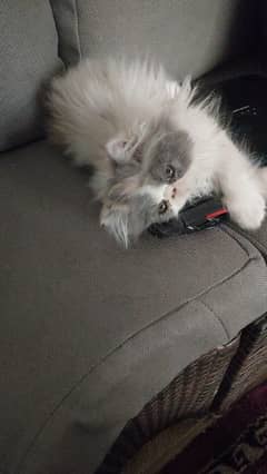 persian