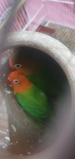 Parrots Love Bird