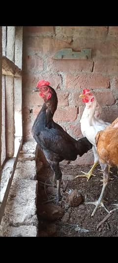 Aseel heera and sidhi