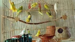 beautiful parrots