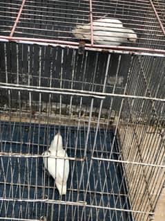 ALBINO BLACK EYE BREEDER PAIR