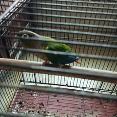 Belly Conure Pair