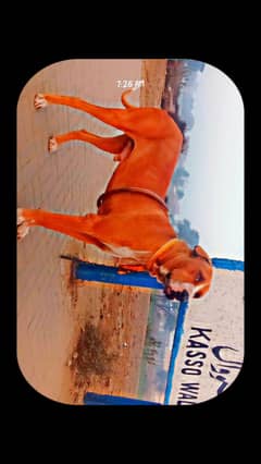 bully dog