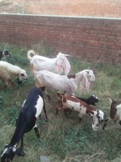 Bakra or bakri for sell