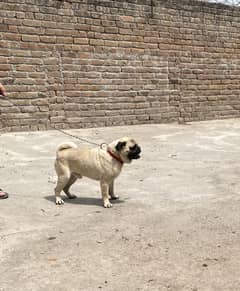 Trained American Pug for Sale