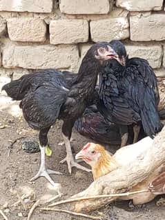 6 manth ke pathi Aseel for sale 03450893095