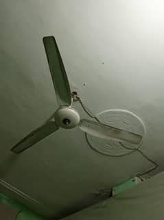 fan for sell