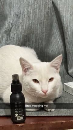 Persian cat for adoption