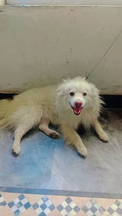 White Rassiun dog
