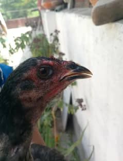 ASEEL HEN THAI