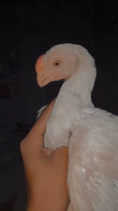 parrot beak best quality  breed