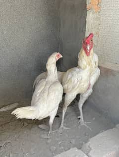 White Aseel Heera Pair