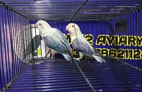 Love Birds Breeder Pair And Fresh Pair Available 03317862112
