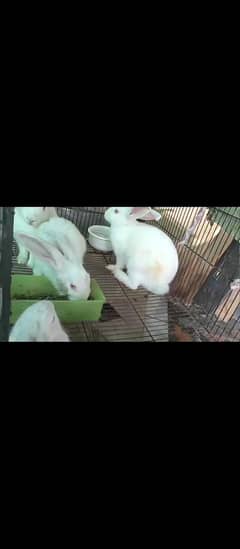 New Zealand White rabbit | Bunnies | Red Eyes Rabbit Pure Breed