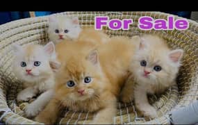 triple cot persian cat babies eatch 16000