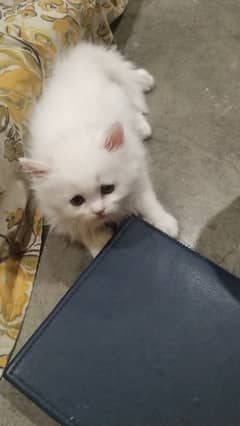 Kitten for sale