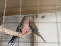 I am salling. parrots . . . . . . .