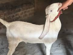GULABI BACHAY FOR SALE