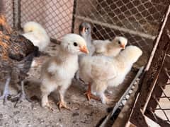 5 White buff chicks 5 black chicks