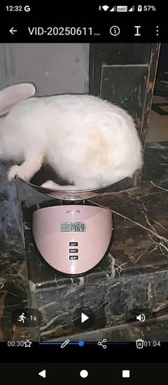 New Zealand White rabbit | Bunnies | Red Eyes Rabbit Pure Breed