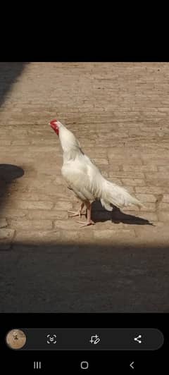 Heera murgha