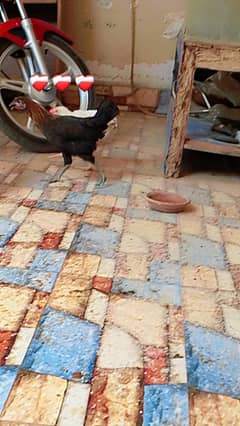 goldan misri pair 1700 price 03157981969 Whatsapp