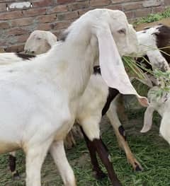 bakri