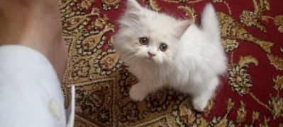 Persian 3 coated kitten